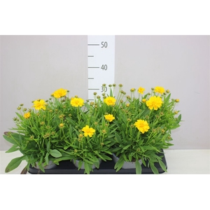 Coreopsis Presto