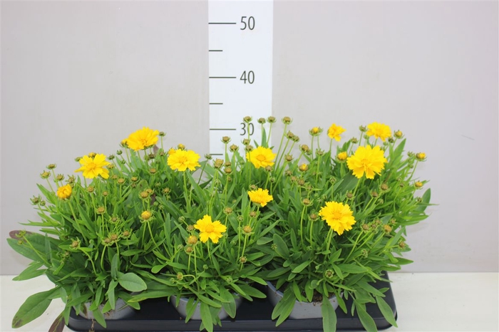 <h4>Coreopsis Presto</h4>