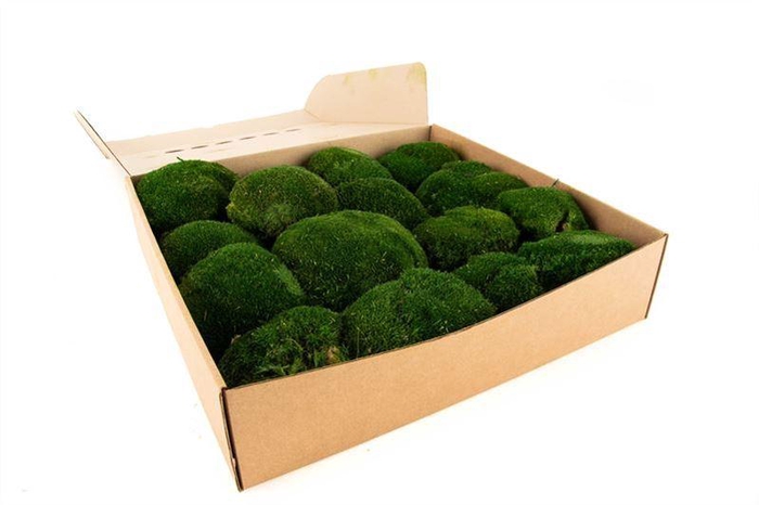 <h4>Bolmos Gepreserveerd Ca. 0.16 M2</h4>