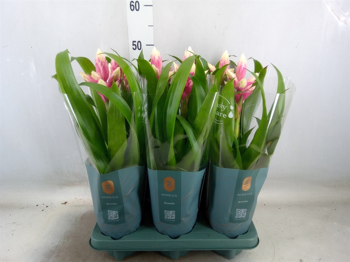 <h4>Guzmania  'Candy'</h4>