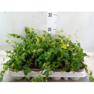Ficus pumila 'Sunny Green'