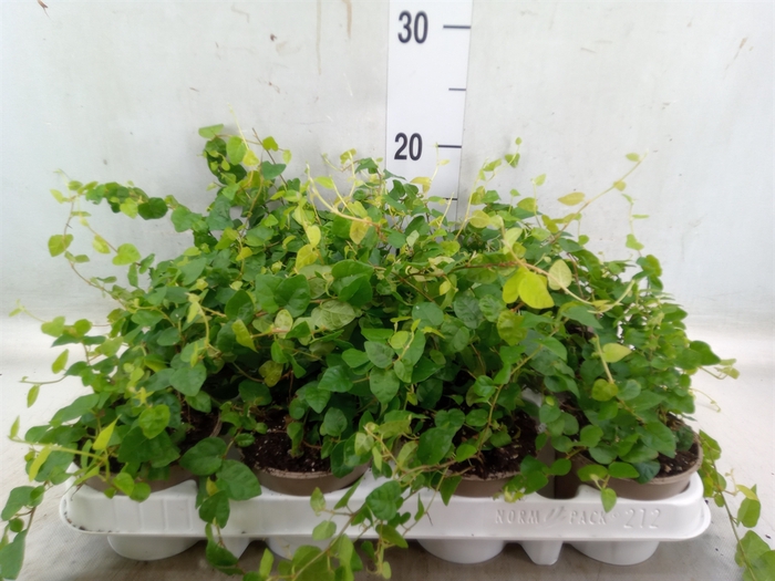 <h4>Ficus pumila 'Sunny Green'</h4>