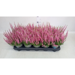 Calluna vulg. 'Beauty L Sanne'