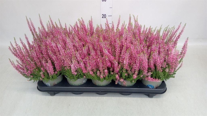 <h4>Calluna vulg. 'Beauty L Sanne'</h4>