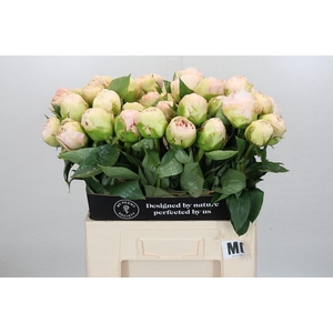 Paeonia Mothers Choice