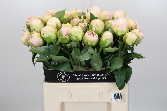<h4>Paeonia Mothers Choice</h4>