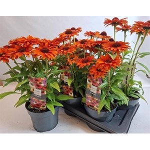 ECHINA PURPUREA ORANGE P17