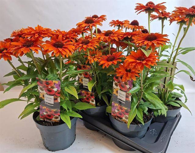 <h4>ECHINA PURPUREA ORANGE P17</h4>