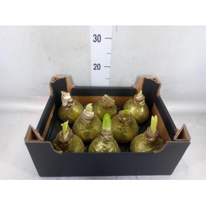 Hippeastrum   ...waxed H%