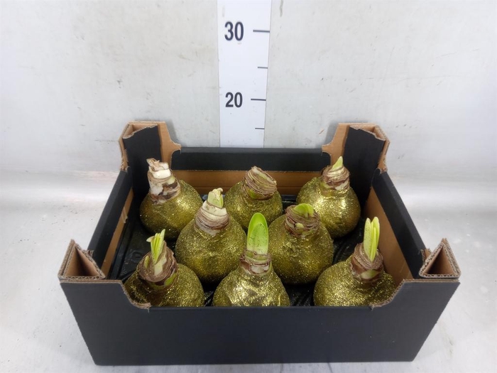 <h4>Hippeastrum   ...waxed H%</h4>