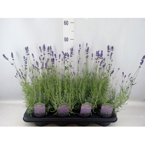 Lavandula angus. 'Ellagance Purple'