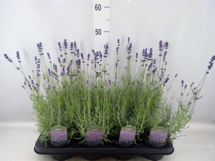 <h4>Lavandula angus. 'Ellagance Purple'</h4>