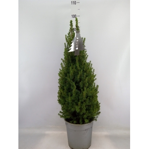 Picea glauca 'Perfecta'