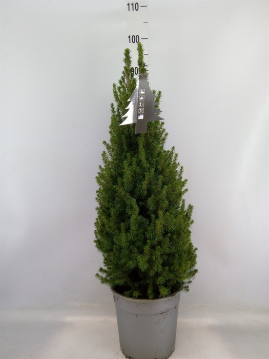 <h4>Picea glauca 'Perfecta'</h4>