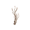Syringa Branch Super Leopold