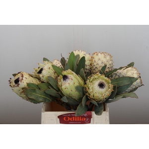 Protea Barbigera Ice Queen Air