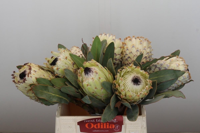 Protea Barbigera Ice Queen Air