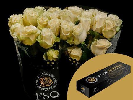 <h4>R Gr Mondial Box</h4>