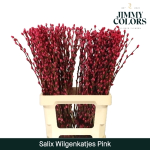 Salix Katjes L70 Klbh. Pink