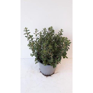 Origanum majorana