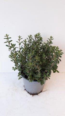 <h4>Origanum majorana</h4>