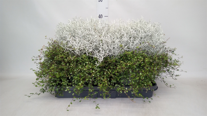 <h4>Leucophyta brownii</h4>