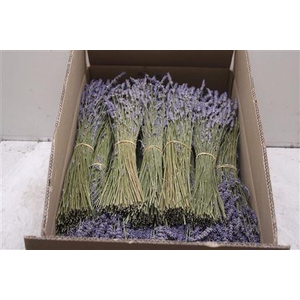 Dr Lavendel Ex
