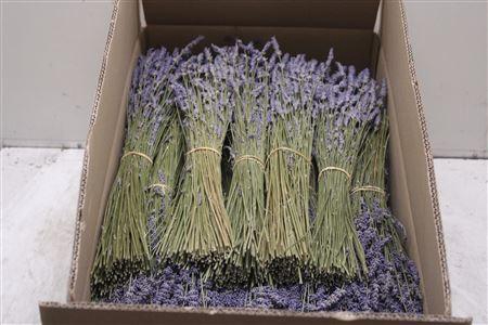 <h4>Dr Lavendel Ex</h4>