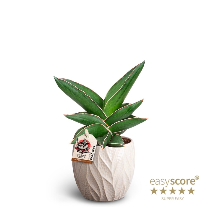 SANSEVIERIA EHRENBERGII