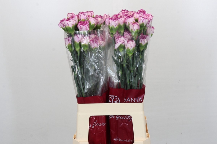 <h4>Dianthus St Boheme</h4>