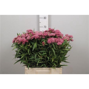 Ascl Incarnata