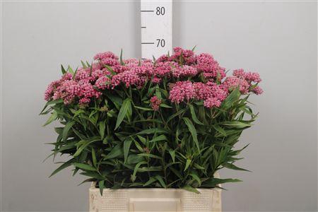 <h4>Ascl Incarnata</h4>