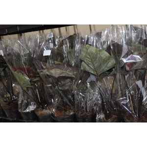 CALADIUM VARIADO P13
