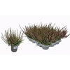 Callu Marlies