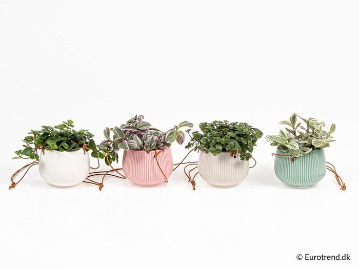 <h4>E 4282 ampel rillet</h4>