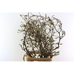 Magnolia Grandiflora Grillig 100cm P Stem X10