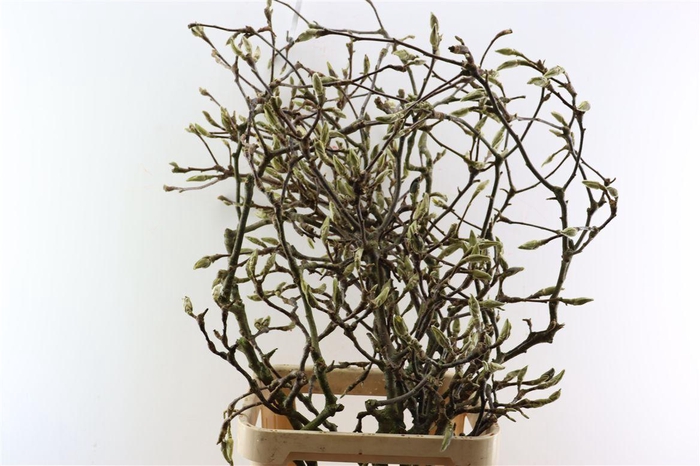 <h4>Magnolia Grandiflora Grillig 100cm P Stem X10</h4>
