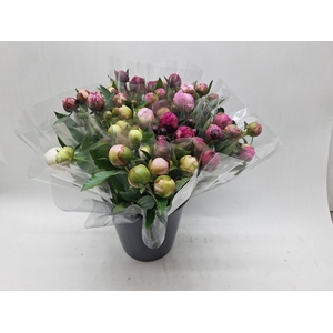 Paeonia Lactiflora Grp 'Alertie'