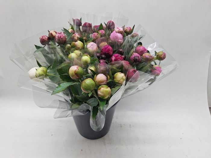 <h4>Mono Pioen assorti x 5</h4>