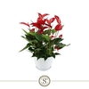 Anthurium Banderola Roja rood