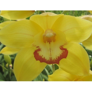 Cymbidium Sun Gold