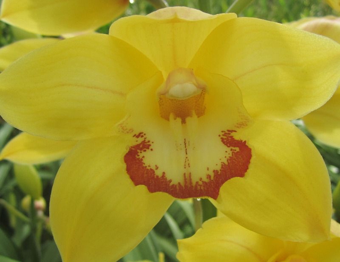 <h4>Cymbidium Sun Gold</h4>