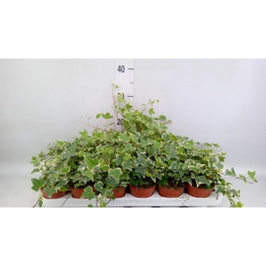 Hedera helix   ...mix varie yello