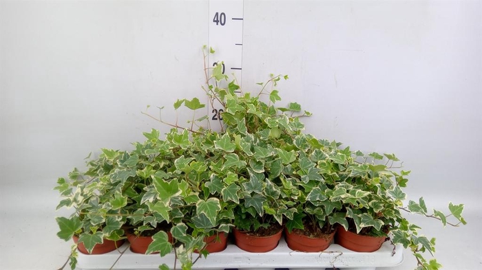 <h4>Hedera helix   ...mix varie yello</h4>