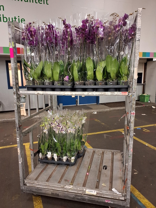 Phal Ov Spikkel White