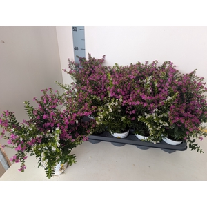 CUPH HYSS GEM IN POT