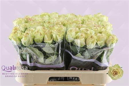 <h4>R GR HYPNOSE@</h4>