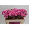 Ranunculus Romance Louise