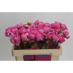 Ranunculus Romance Louise