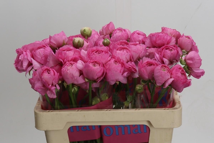 <h4>Ranunculus Romance Louise</h4>